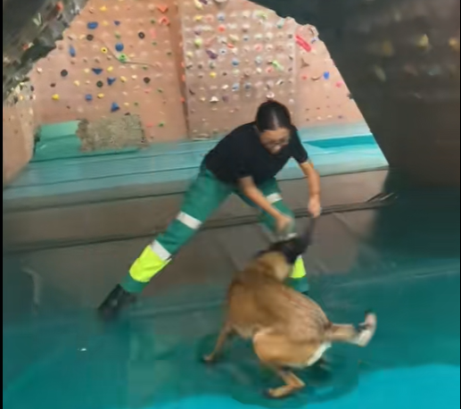 Primer contacto de GAZTELAGUNTZA, con la UNIDAD CANINA